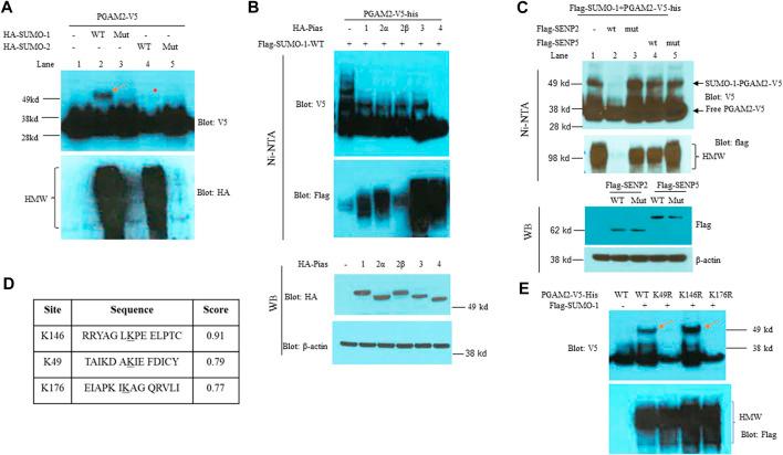 https://cdn.ncbi.nlm.nih.gov/pmc/blobs/54a7/9795042/f85acfdc1088/fcell-10-1052363-g001.jpg