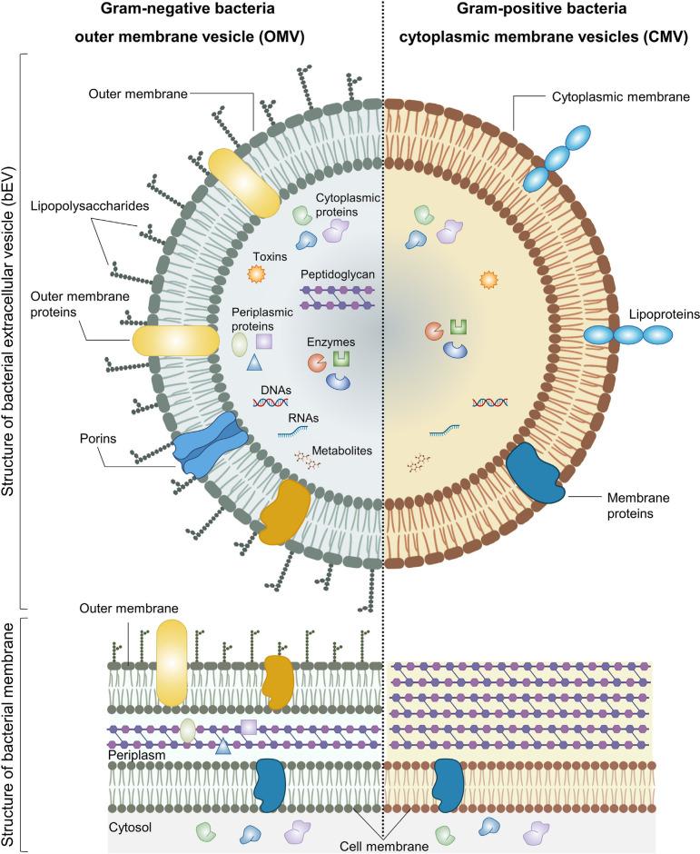 https://cdn.ncbi.nlm.nih.gov/pmc/blobs/54a8/10899385/27c00a722868/fimmu-15-1296061-g001.jpg