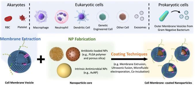 https://cdn.ncbi.nlm.nih.gov/pmc/blobs/54a8/10899385/933167f779b0/fimmu-15-1296061-g004.jpg