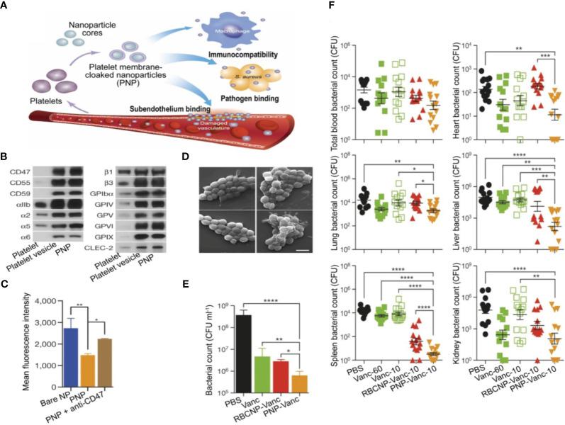 https://cdn.ncbi.nlm.nih.gov/pmc/blobs/54a8/10899385/effabfea3d21/fimmu-15-1296061-g005.jpg
