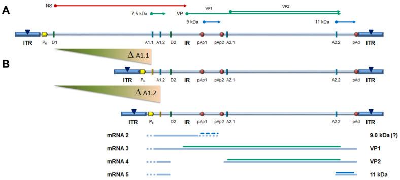 https://cdn.ncbi.nlm.nih.gov/pmc/blobs/54ac/8780457/4d2023f79b88/viruses-14-00084-g006.jpg