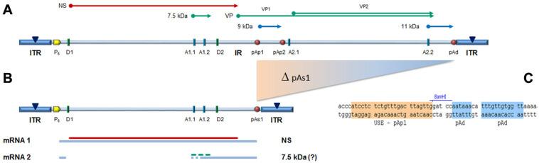 https://cdn.ncbi.nlm.nih.gov/pmc/blobs/54ac/8780457/fff6f4abb26d/viruses-14-00084-g001.jpg