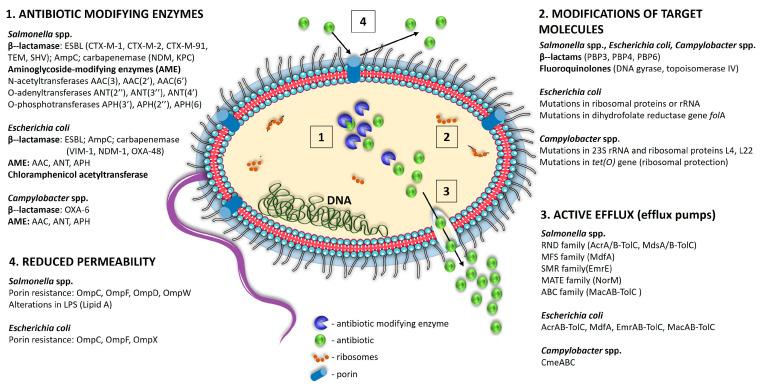 https://cdn.ncbi.nlm.nih.gov/pmc/blobs/54b4/11640364/335fdc60ee6f/foods-13-03905-g001.jpg