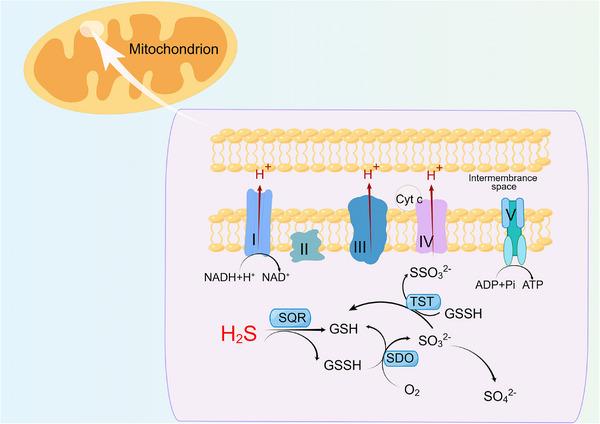 https://cdn.ncbi.nlm.nih.gov/pmc/blobs/54b6/11329756/742e3720a9d0/MCO2-5-e661-g004.jpg