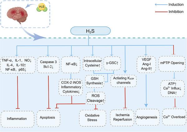 https://cdn.ncbi.nlm.nih.gov/pmc/blobs/54b6/11329756/c3e4d2b7dd29/MCO2-5-e661-g001.jpg