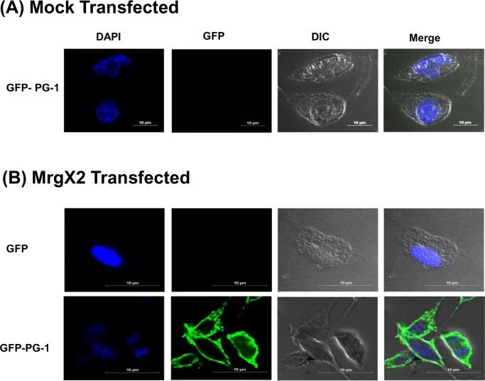 https://cdn.ncbi.nlm.nih.gov/pmc/blobs/54b9/4745678/c7c964032163/oncotarget-06-28573-g007.jpg