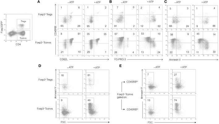 https://cdn.ncbi.nlm.nih.gov/pmc/blobs/54b9/5835135/e639811c1eb6/fimmu-09-00360-g003.jpg