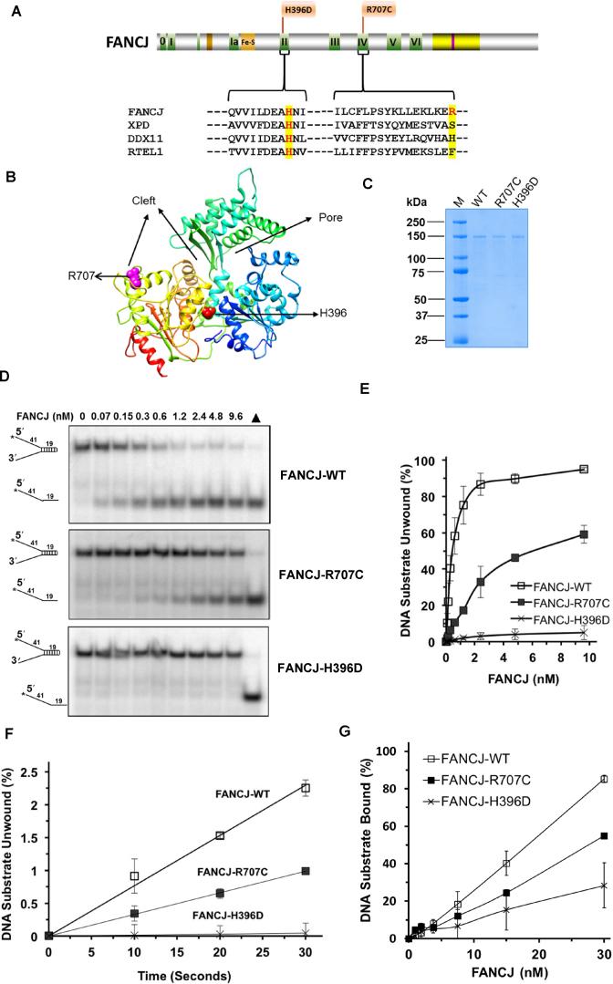 https://cdn.ncbi.nlm.nih.gov/pmc/blobs/54b9/6159516/ce8c43a04509/gky403fig1.jpg