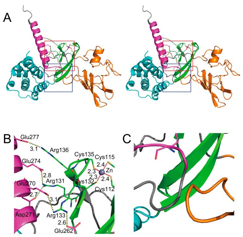 https://cdn.ncbi.nlm.nih.gov/pmc/blobs/54bc/9604422/6ccb59a653dc/ijms-23-12619-g003.jpg
