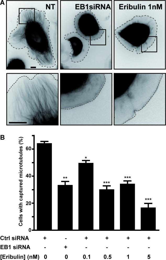 https://cdn.ncbi.nlm.nih.gov/pmc/blobs/54c0/4747180/89ef91c712d6/oncotarget-06-41667-g001.jpg