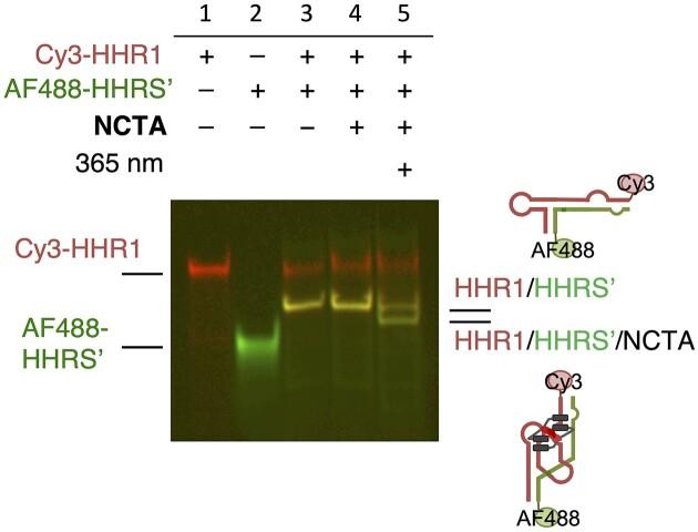 https://cdn.ncbi.nlm.nih.gov/pmc/blobs/54c1/10570050/6f2a53bbd398/gkad690fig6.jpg