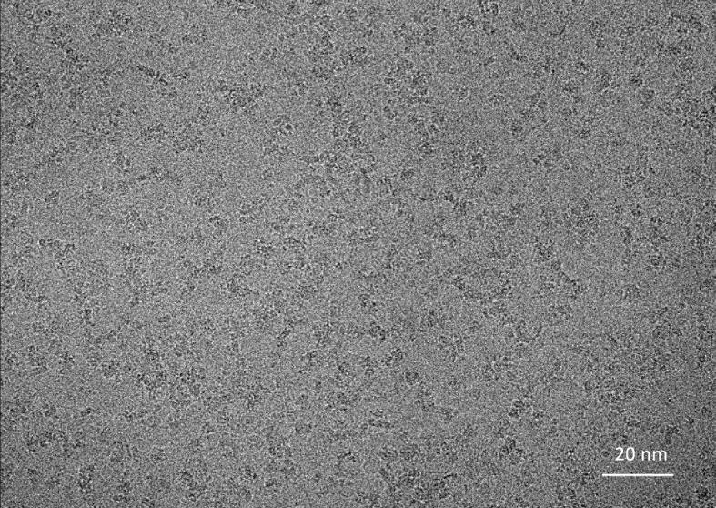 https://cdn.ncbi.nlm.nih.gov/pmc/blobs/54d1/11825129/d0bf896d0b68/elife-89459-fig5-figsupp1.jpg