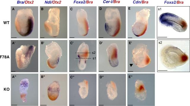 https://cdn.ncbi.nlm.nih.gov/pmc/blobs/54d5/2234230/21a7d92550c1/jcb1800597f03.jpg