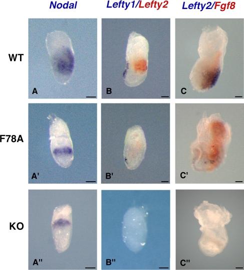 https://cdn.ncbi.nlm.nih.gov/pmc/blobs/54d5/2234230/fe208cb9ca8b/jcb1800597f04.jpg
