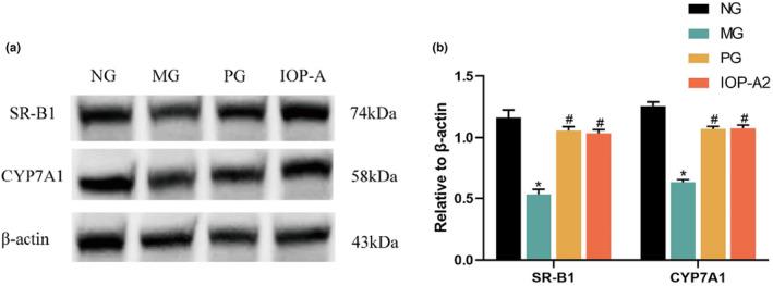 https://cdn.ncbi.nlm.nih.gov/pmc/blobs/54d6/11016437/c306c244d209/FSN3-12-2833-g006.jpg