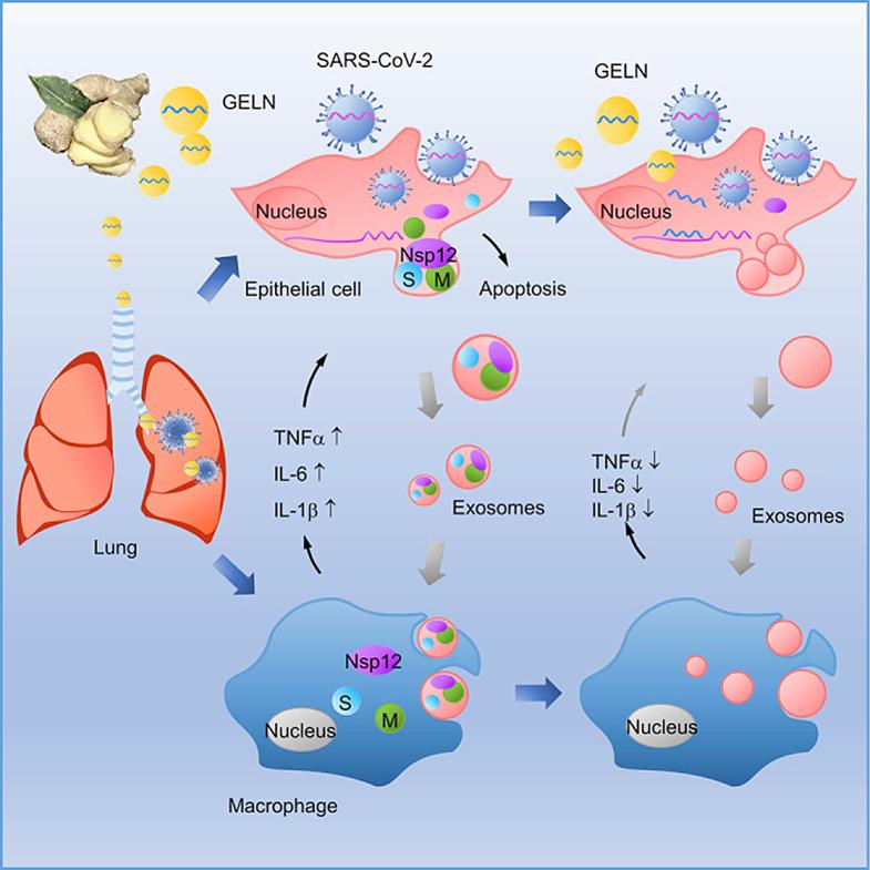 https://cdn.ncbi.nlm.nih.gov/pmc/blobs/54d6/11827262/2ec0d13c9197/12951_2025_3146_Fig8_HTML.jpg