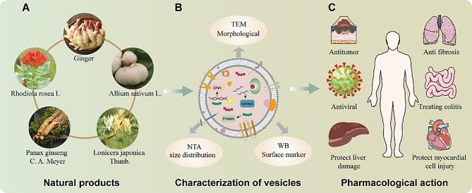 https://cdn.ncbi.nlm.nih.gov/pmc/blobs/54d6/11827262/ce4003f0193c/12951_2025_3146_Fig3_HTML.jpg