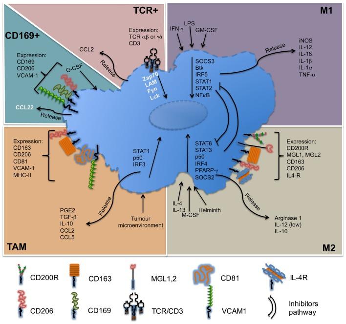 https://cdn.ncbi.nlm.nih.gov/pmc/blobs/54d6/4443739/bb54d305b477/fimmu-06-00263-g003.jpg