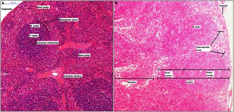 https://cdn.ncbi.nlm.nih.gov/pmc/blobs/54d6/4443739/dbc92ad6761b/fimmu-06-00263-g002.jpg
