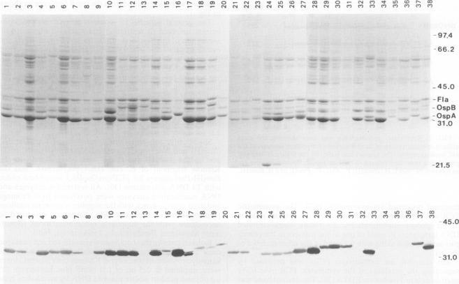 https://cdn.ncbi.nlm.nih.gov/pmc/blobs/54d9/263060/493582cf7522/jcm00002-0234-a.jpg