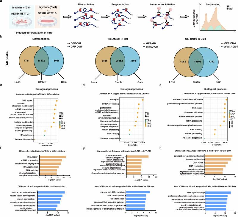 https://cdn.ncbi.nlm.nih.gov/pmc/blobs/54da/12398539/2d733afc3baa/42003_2025_8759_Fig5_HTML.jpg