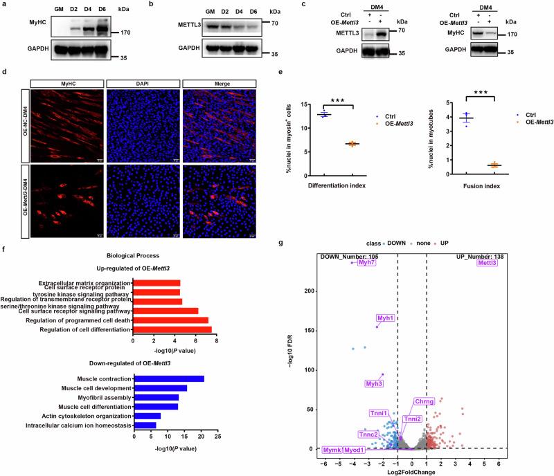 https://cdn.ncbi.nlm.nih.gov/pmc/blobs/54da/12398539/33d09a471b14/42003_2025_8759_Fig3_HTML.jpg