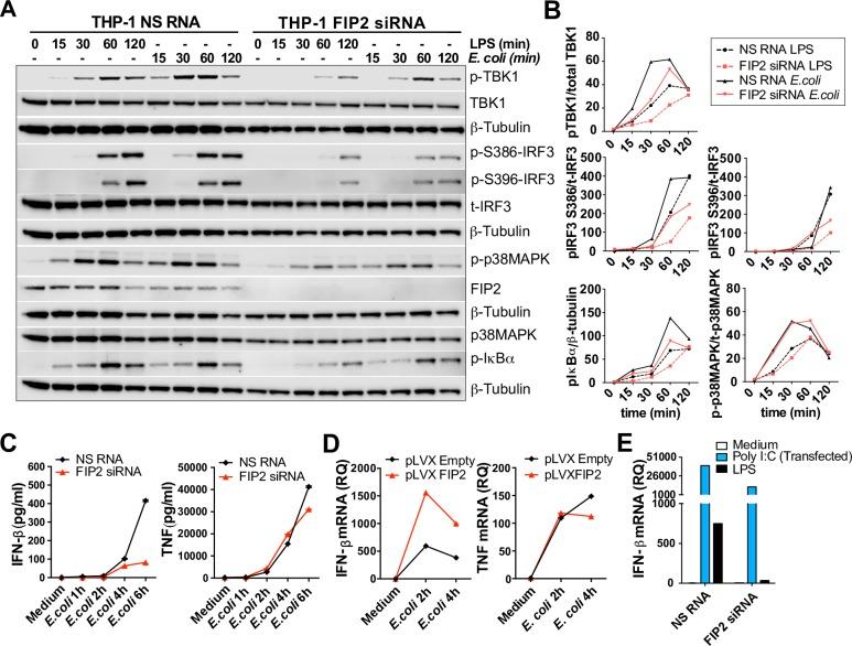 https://cdn.ncbi.nlm.nih.gov/pmc/blobs/54da/6438586/1bcec8f1e90f/ppat.1007684.g007.jpg