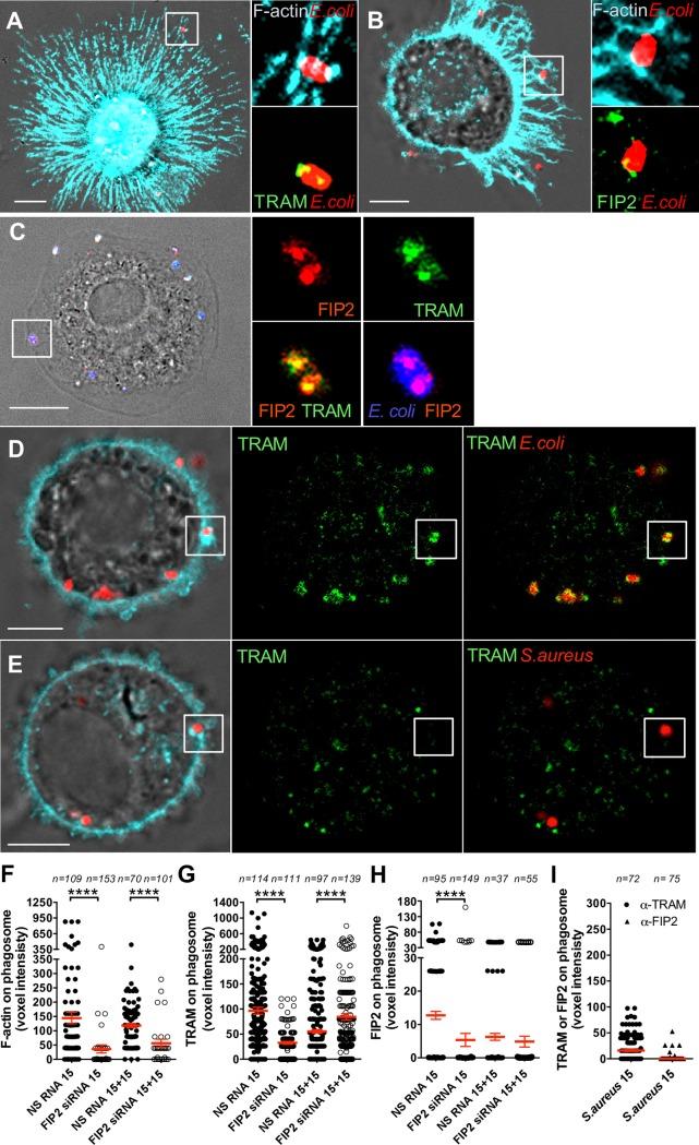 https://cdn.ncbi.nlm.nih.gov/pmc/blobs/54da/6438586/639ead5db921/ppat.1007684.g001.jpg