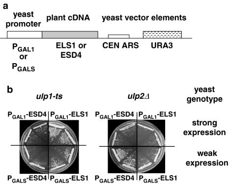 https://cdn.ncbi.nlm.nih.gov/pmc/blobs/54db/3015208/31f16fae11dd/425_2010_1281_Fig7_HTML.jpg