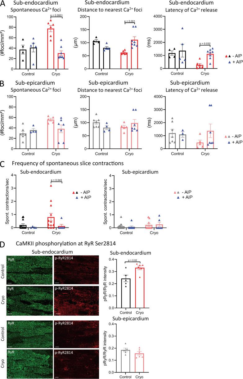 https://cdn.ncbi.nlm.nih.gov/pmc/blobs/54db/8105719/bf2671faaa6b/JGP_202012737_Fig5.jpg
