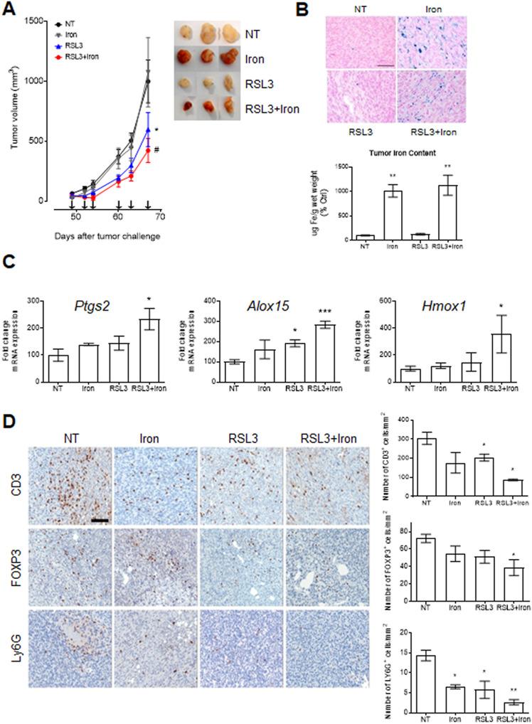 https://cdn.ncbi.nlm.nih.gov/pmc/blobs/54db/9986230/90edd0086827/41420_2023_1383_Fig4_HTML.jpg
