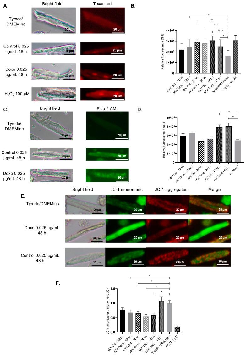 https://cdn.ncbi.nlm.nih.gov/pmc/blobs/54df/11816698/8865f99de901/ijms-26-00945-g007.jpg