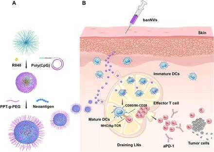 https://cdn.ncbi.nlm.nih.gov/pmc/blobs/54df/7080439/d268f86e81fc/aaw6071-F1.jpg