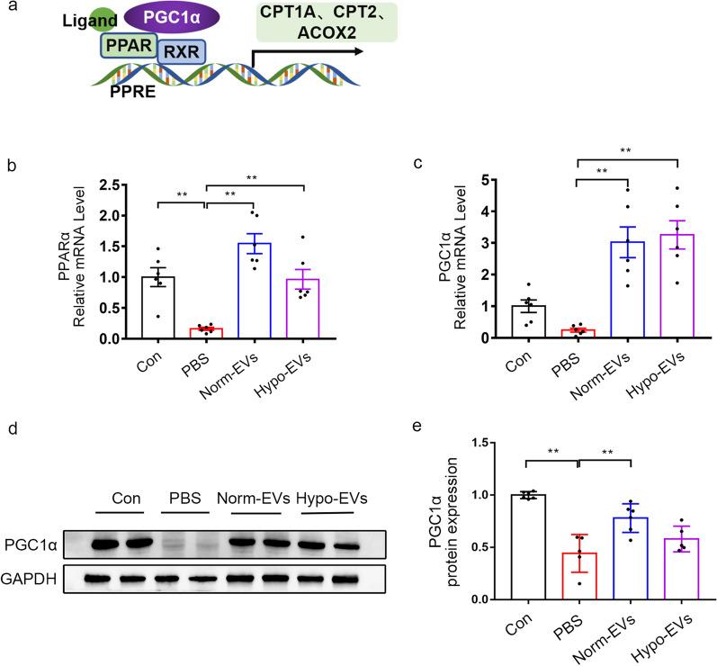 https://cdn.ncbi.nlm.nih.gov/pmc/blobs/54e4/9080148/0ef731bc8cae/13287_2022_2861_Fig5_HTML.jpg