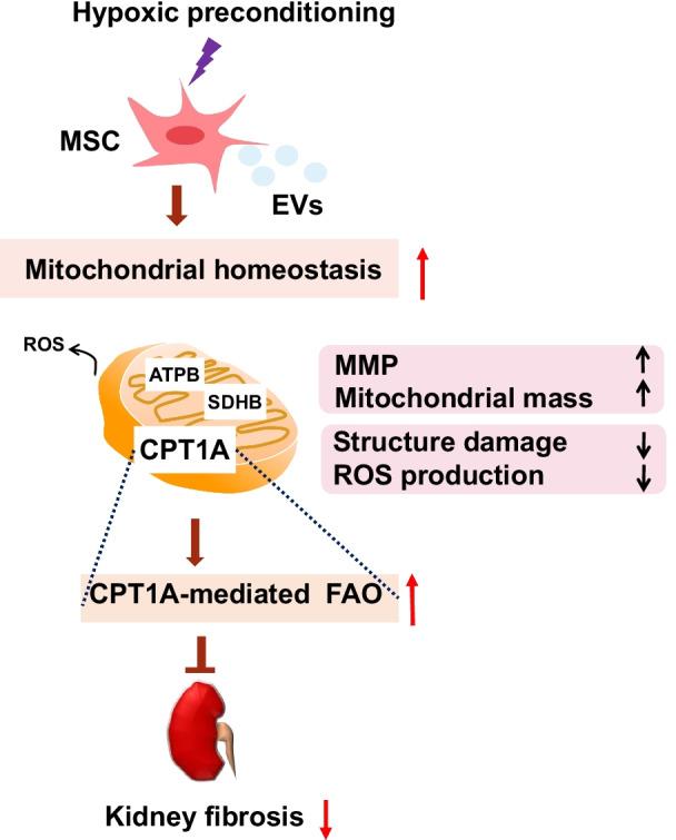 https://cdn.ncbi.nlm.nih.gov/pmc/blobs/54e4/9080148/ac9c06286d86/13287_2022_2861_Fig7_HTML.jpg