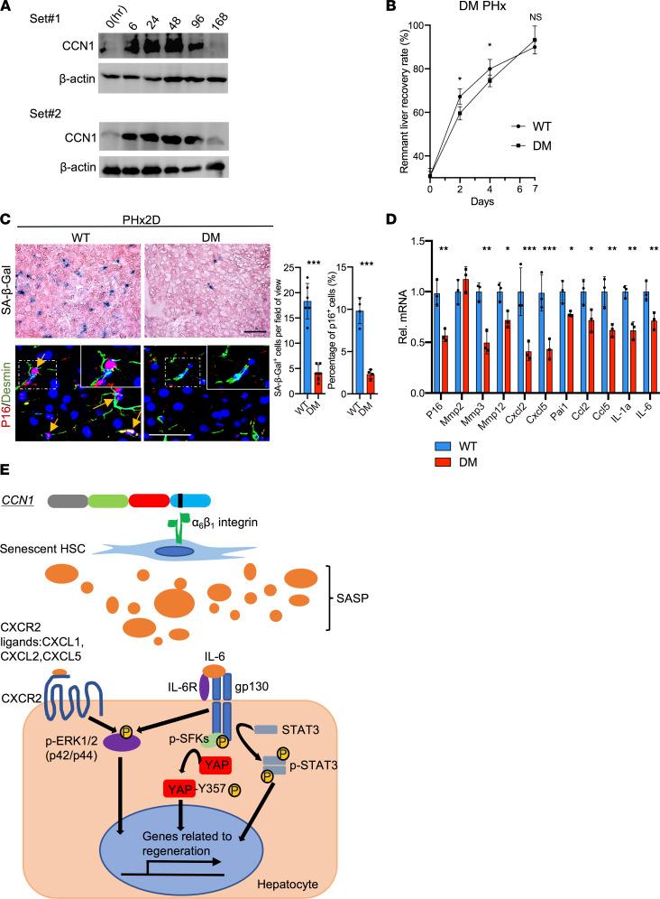 https://cdn.ncbi.nlm.nih.gov/pmc/blobs/54e6/9431681/da0fe91bf0e5/jciinsight-7-158207-g006.jpg