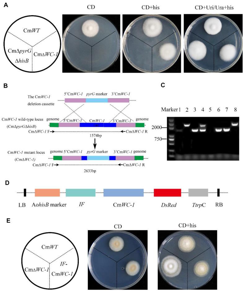 https://cdn.ncbi.nlm.nih.gov/pmc/blobs/54e9/11180907/351b97aca9a1/jmb-34-5-1178-f6.jpg