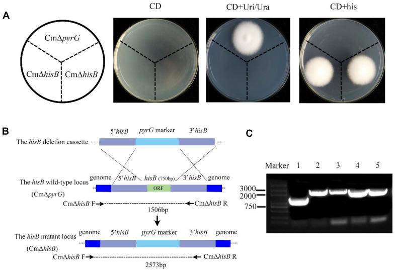 https://cdn.ncbi.nlm.nih.gov/pmc/blobs/54e9/11180907/38ce70c319c6/jmb-34-5-1178-f2.jpg