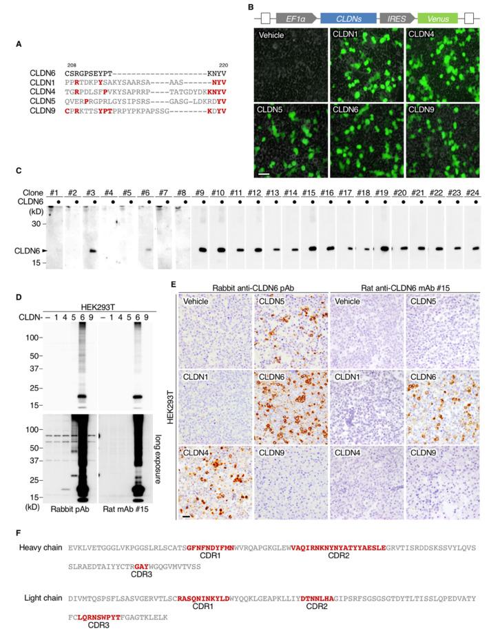 https://cdn.ncbi.nlm.nih.gov/pmc/blobs/54ee/7656298/5e67b783b61e/cancers-12-02748-g001.jpg
