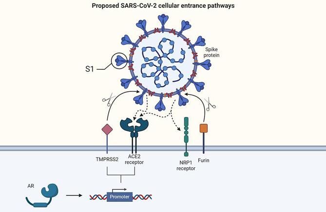 https://cdn.ncbi.nlm.nih.gov/pmc/blobs/54f0/11439268/f2ee46fbbf1d/12989_2024_601_Fig1_HTML.jpg