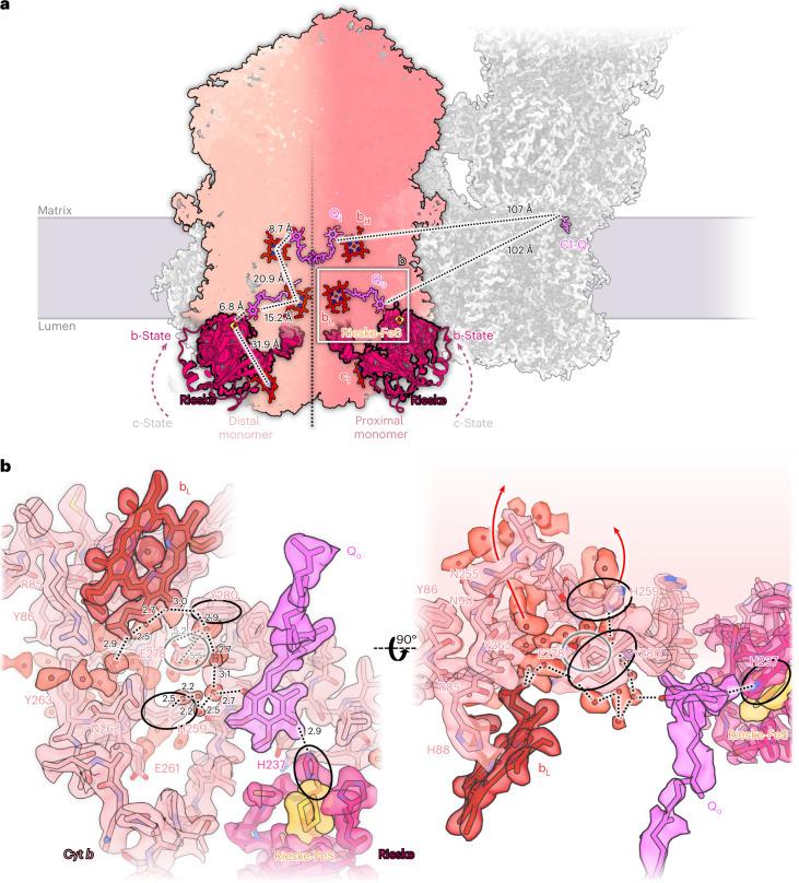https://cdn.ncbi.nlm.nih.gov/pmc/blobs/54f3/9873573/574528cb47b8/41477_2022_1308_Fig7_HTML.jpg