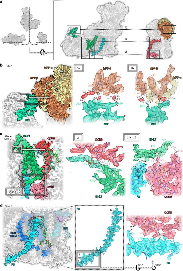 https://cdn.ncbi.nlm.nih.gov/pmc/blobs/54f3/9873573/9c145e66bbe5/41477_2022_1308_Fig4_HTML.jpg