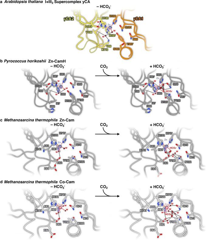 https://cdn.ncbi.nlm.nih.gov/pmc/blobs/54f3/9873573/d45bd778892a/41477_2022_1308_Fig13_ESM.jpg