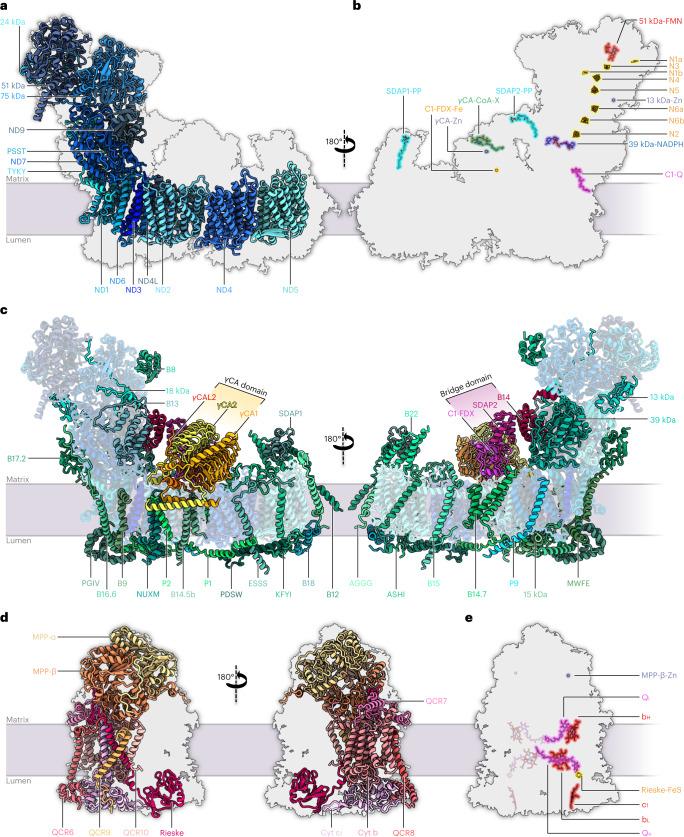 https://cdn.ncbi.nlm.nih.gov/pmc/blobs/54f3/9873573/fd97547f021d/41477_2022_1308_Fig2_HTML.jpg