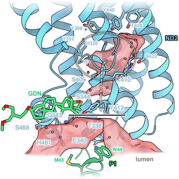https://cdn.ncbi.nlm.nih.gov/pmc/blobs/54f3/9873573/fe5735a51c41/41477_2022_1308_Fig14_ESM.jpg