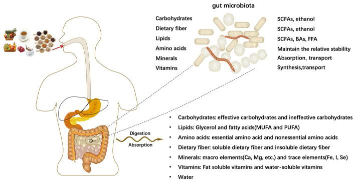 https://cdn.ncbi.nlm.nih.gov/pmc/blobs/54f5/9247350/681e6e6673ed/fnut-09-906511-g0001.jpg