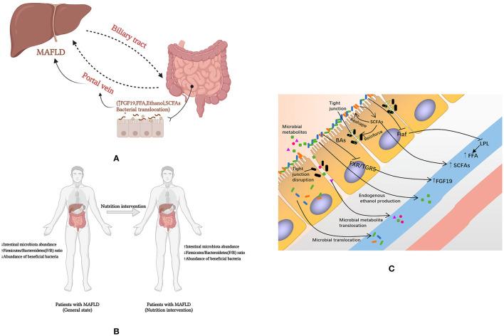 https://cdn.ncbi.nlm.nih.gov/pmc/blobs/54f5/9247350/6b992ce311d1/fnut-09-906511-g0002.jpg