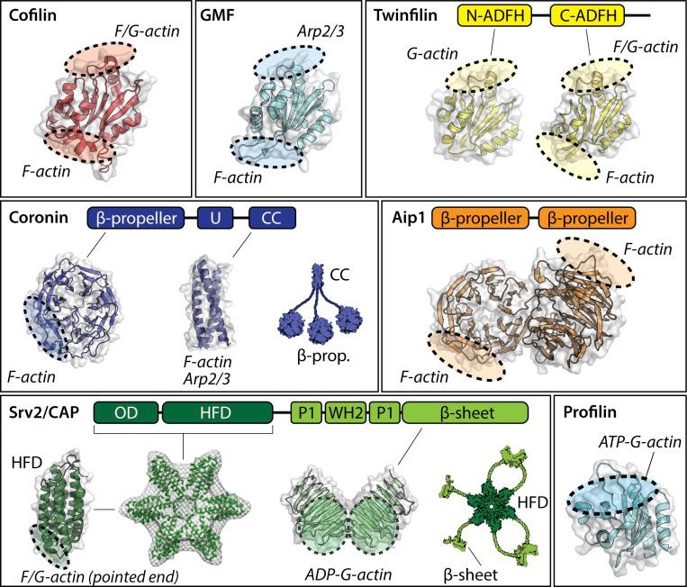 https://cdn.ncbi.nlm.nih.gov/pmc/blobs/54f6/10638096/4cb7d474c93b/JCB_202309021_Fig3.jpg