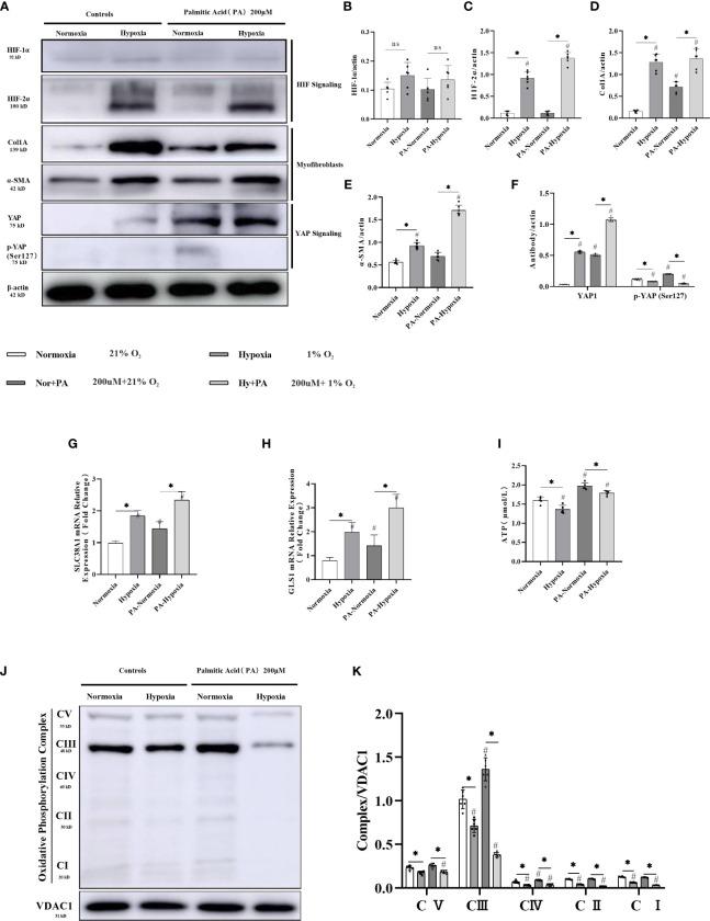 https://cdn.ncbi.nlm.nih.gov/pmc/blobs/54f6/10946064/5393ea1f545d/fendo-15-1344971-g005.jpg