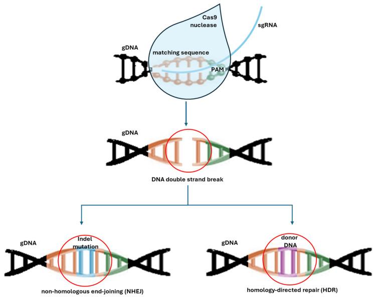 https://cdn.ncbi.nlm.nih.gov/pmc/blobs/54fa/11755657/2d0414121236/biotech-14-00003-g005.jpg
